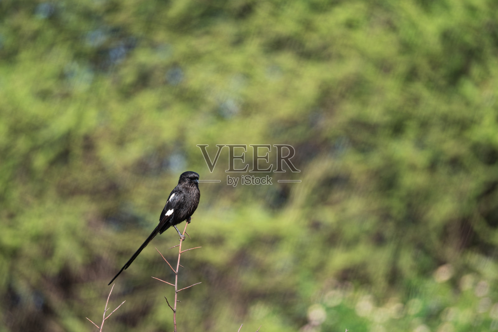 长尾黑鸟（鹊鵹）栖息在树枝上照片摄影图片