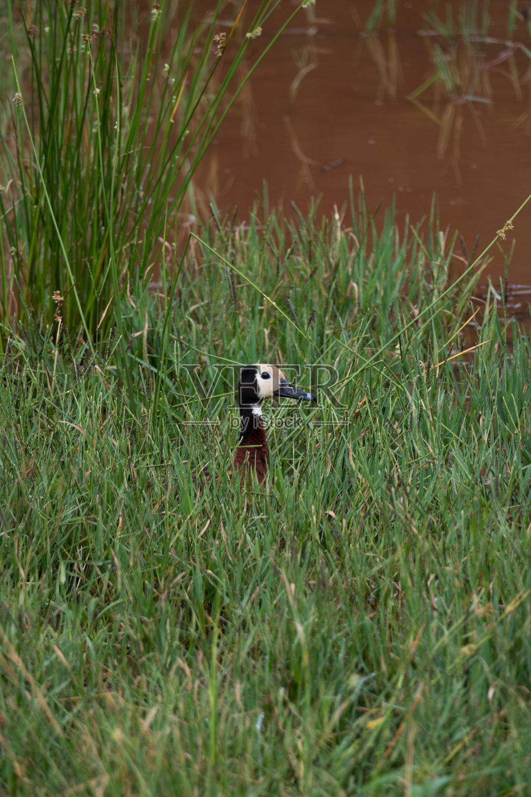 鸭子从高高的绿草中探出头来照片摄影图片