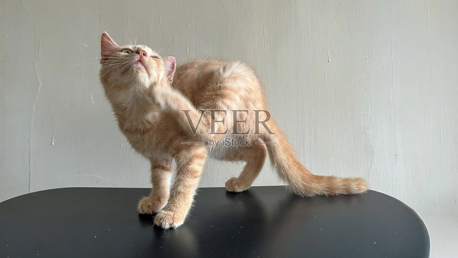 一只可爱的橙色虎斑猫在桌子上挠脖子照片摄影图片