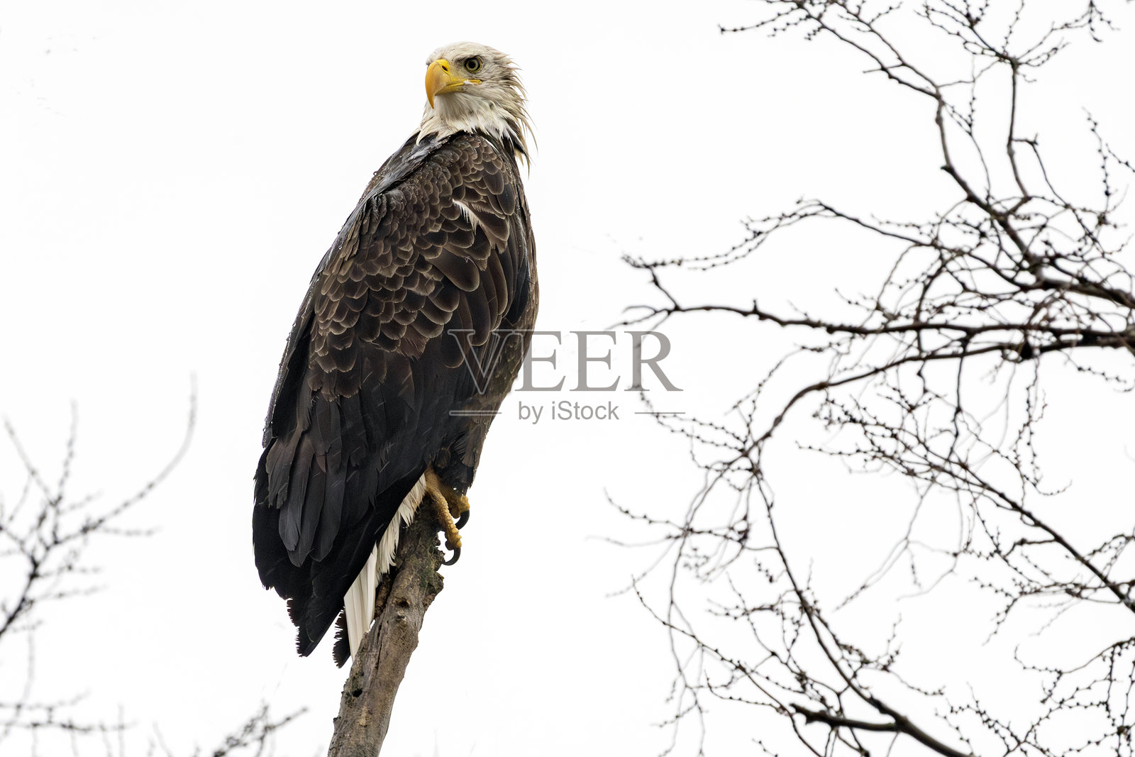 树上的老鹰照片摄影图片