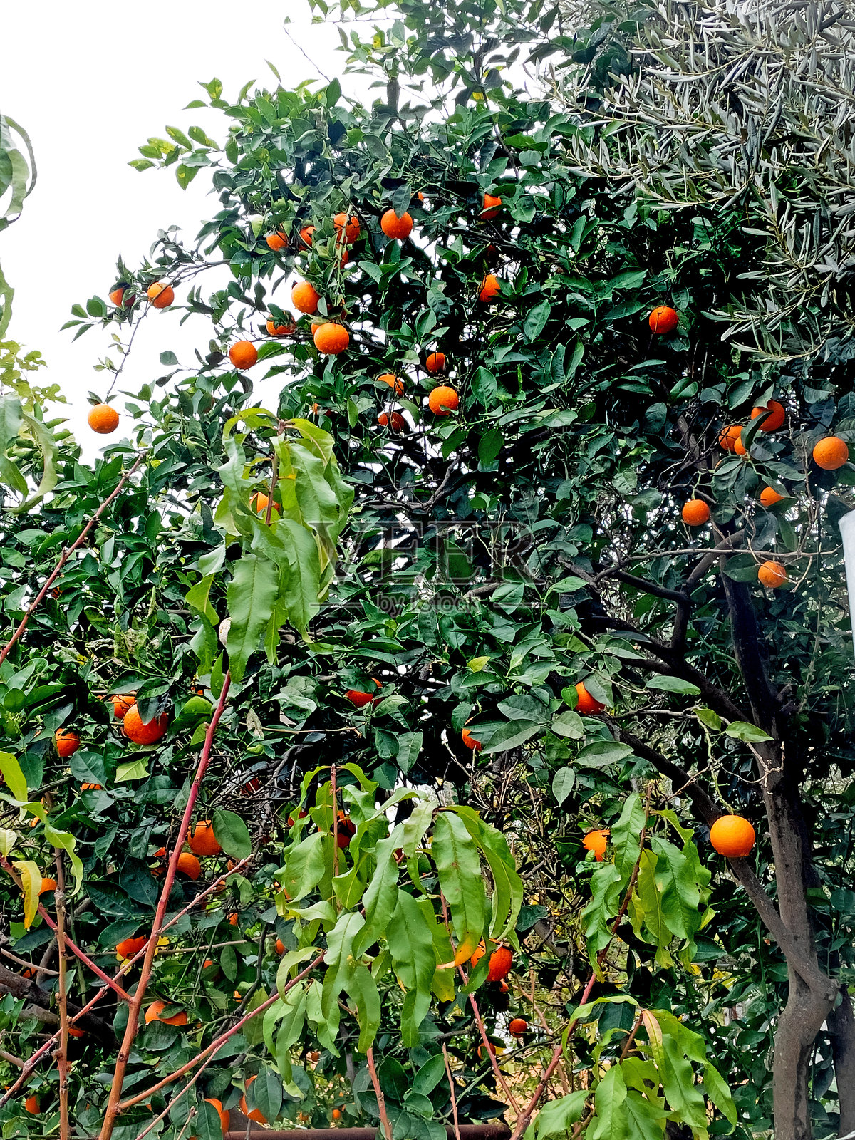 土耳其博德鲁姆居吕克的一棵小橘子树照片摄影图片