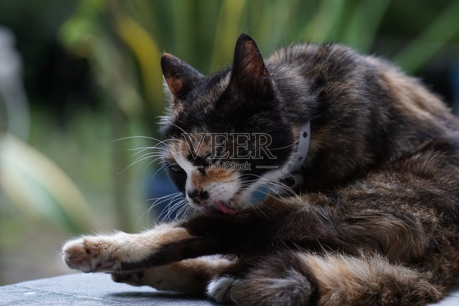 我的宠物猫在户外放松照片摄影图片