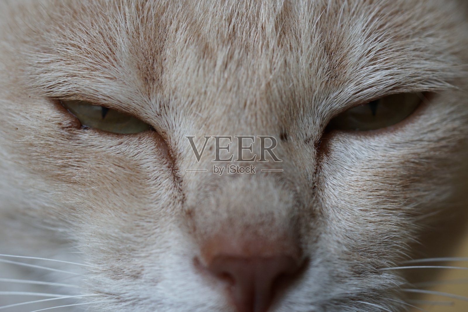 我的宠物猫在户外放松照片摄影图片