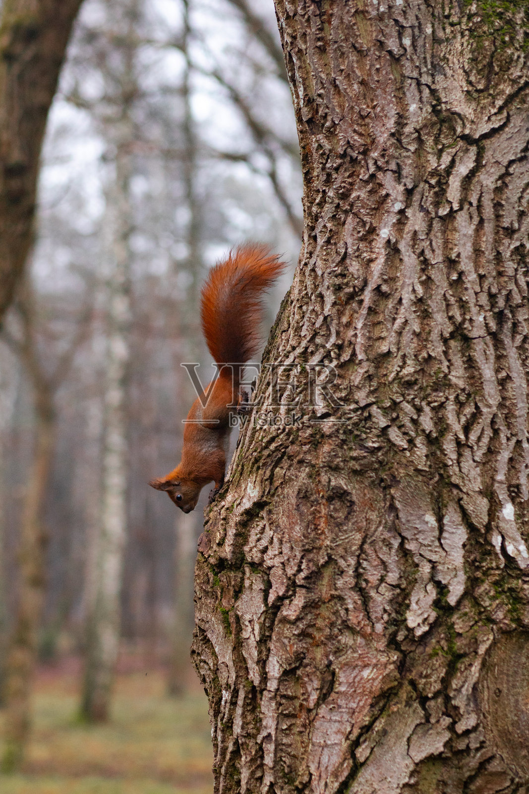 敏捷的松鼠在垂直的树干上照片摄影图片