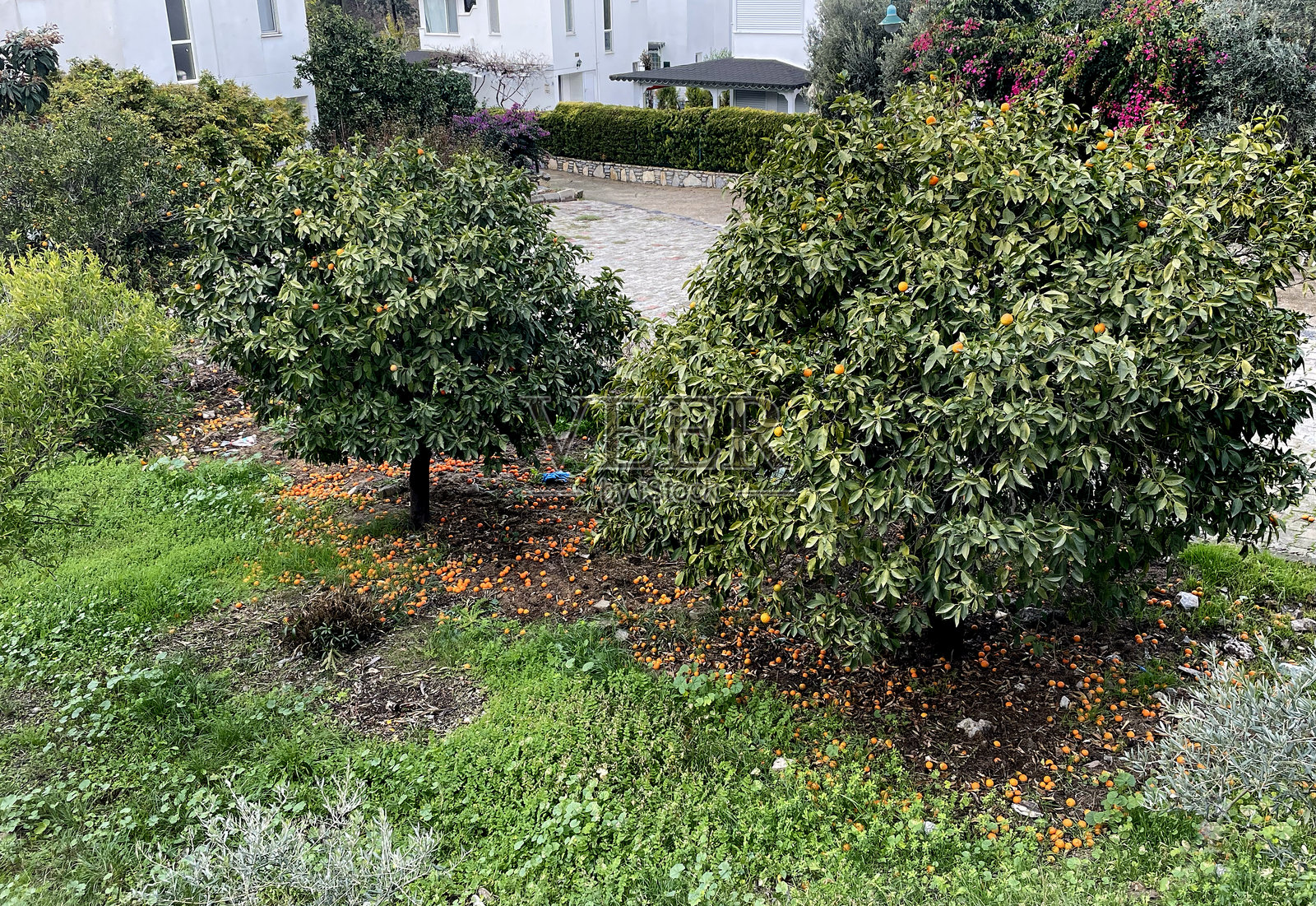 土耳其博德鲁姆市居吕克（Güllük）的橘子小柑橘树照片摄影图片