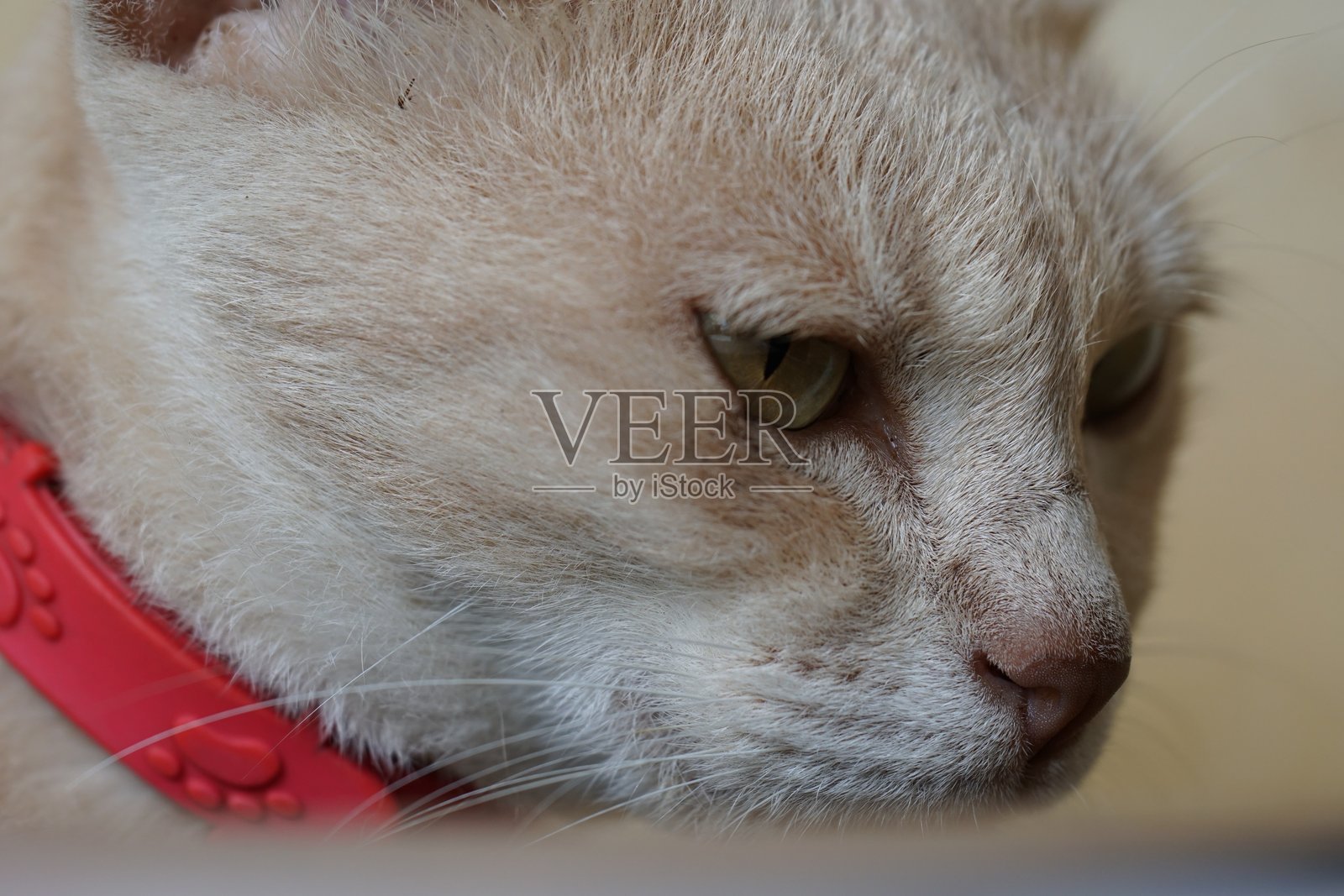 我的宠物猫在户外放松照片摄影图片