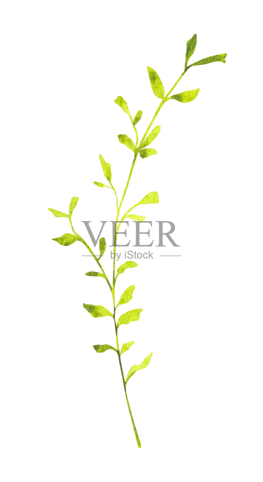 精致的淡彩绿枝，带有小巧清新的叶子。插画图片素材