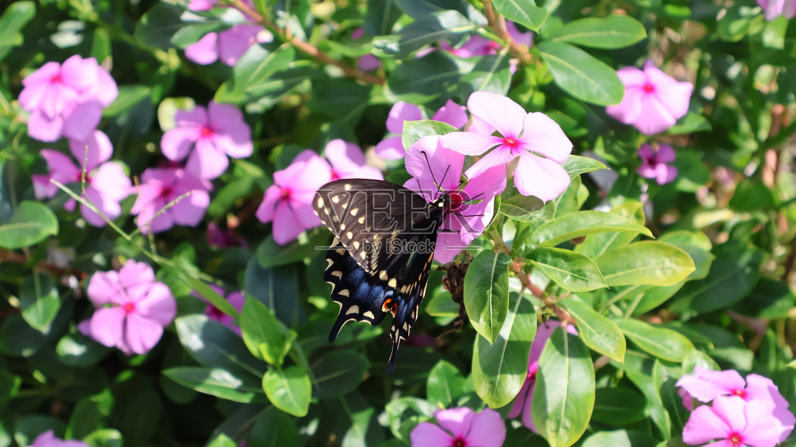 黑凤蝶（Papilio polyxenes）在采食粉红长春花。佛罗里达州，2025年7月11日照片摄影图片