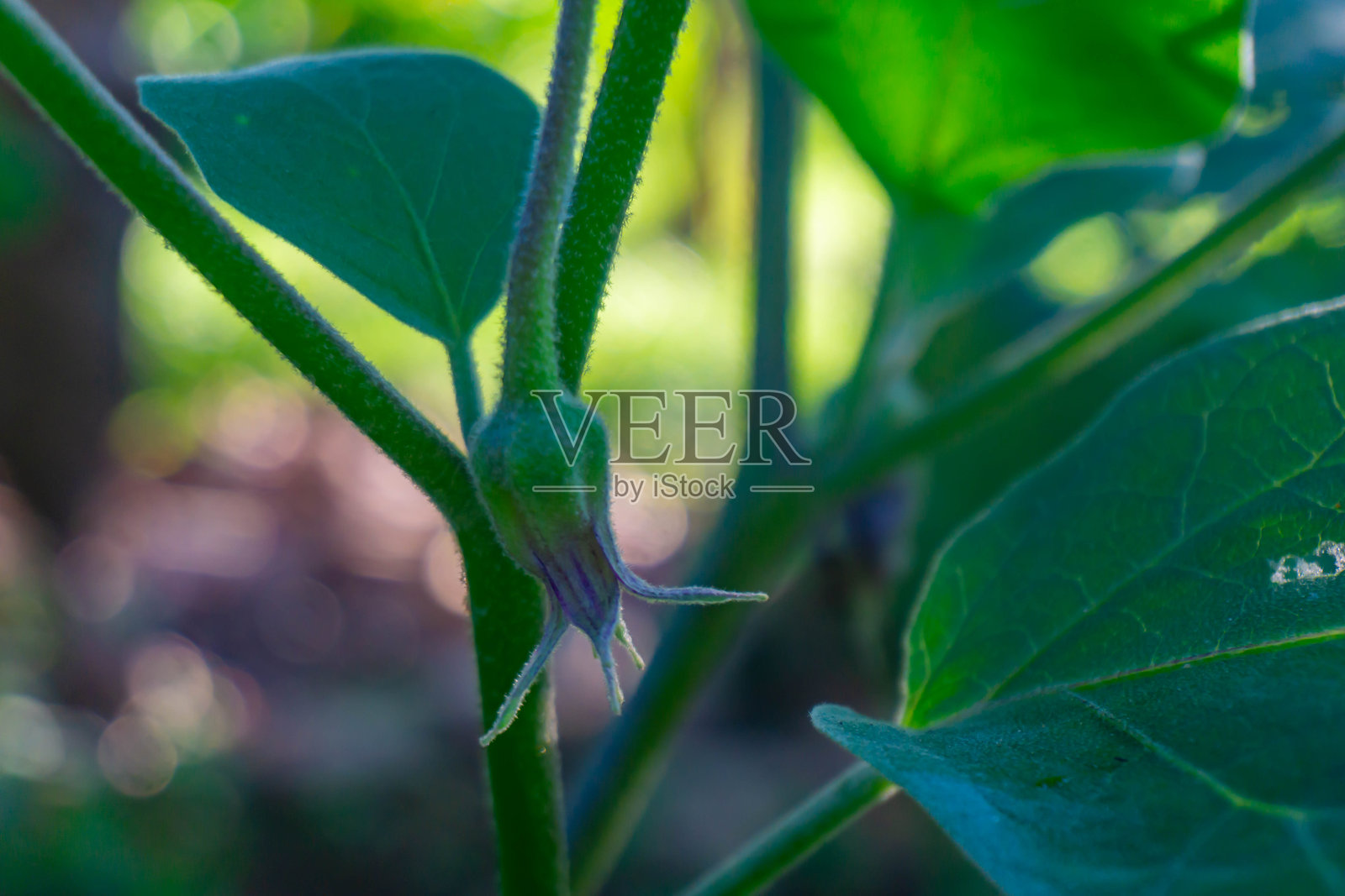 花园里茄子茎上的紫色茄子花蕾特写照片摄影图片