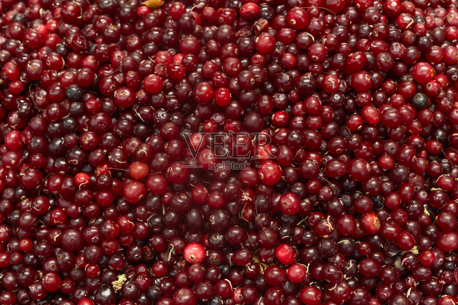 新鲜蔓越莓，质感自然。成熟的蔓越莓特写，密集地堆叠在一起，展现出鲜艳的红色和丰收的新鲜感。照片摄影图片