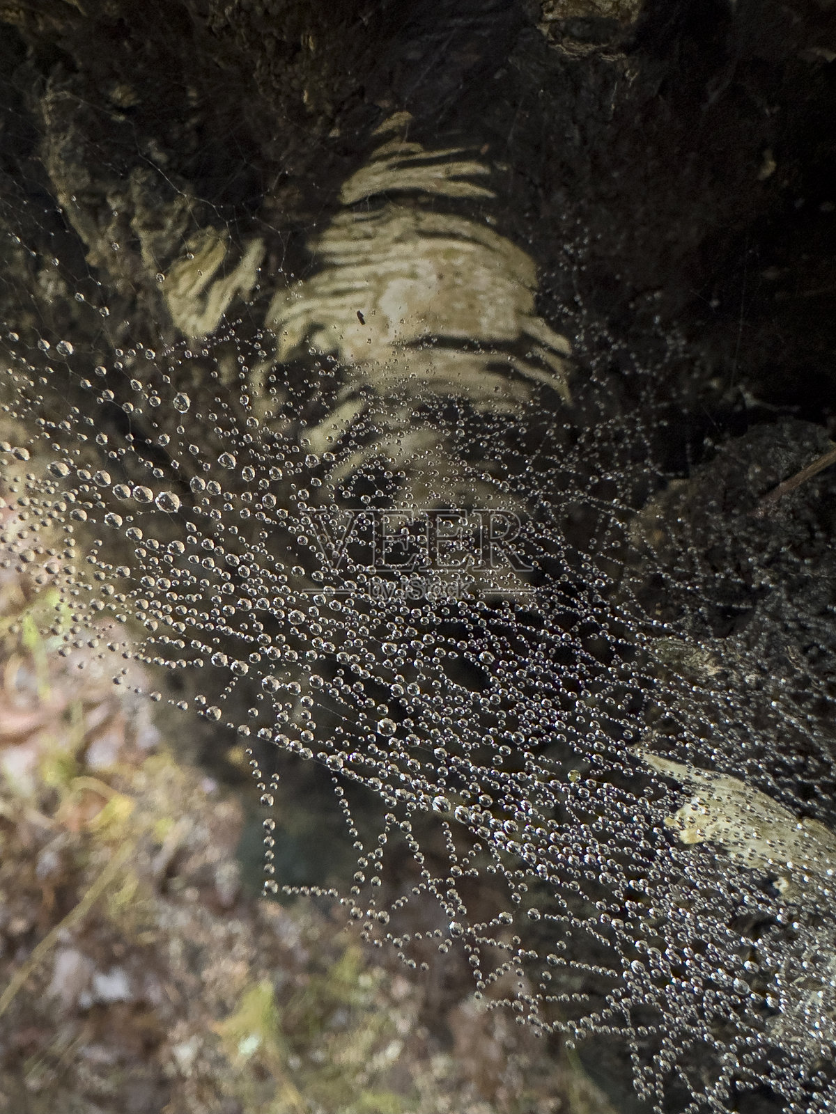 蜘蛛网上的微小水滴细节照片摄影图片