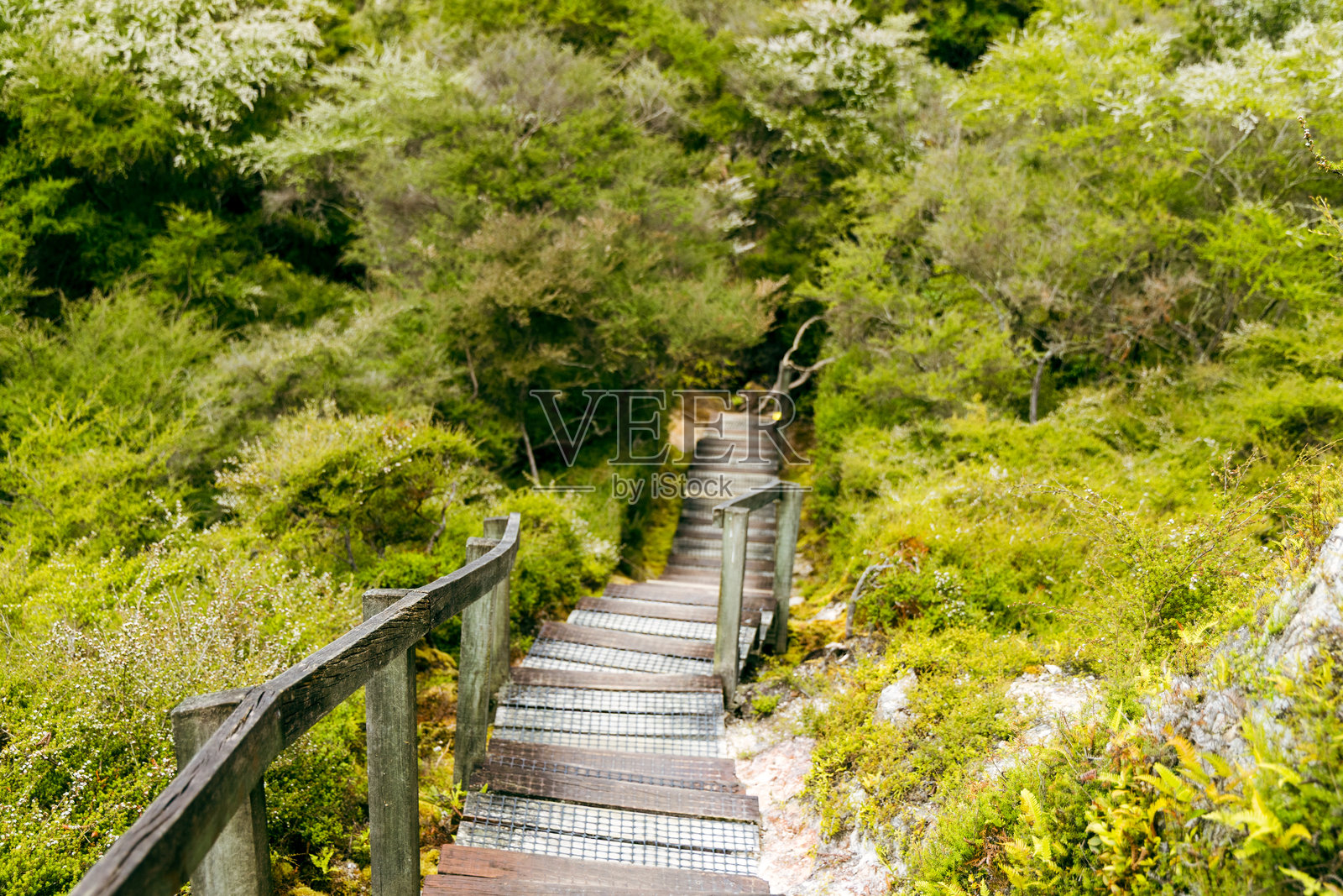 穿过郁郁葱葱的绿色森林的木制楼梯向下延伸照片摄影图片