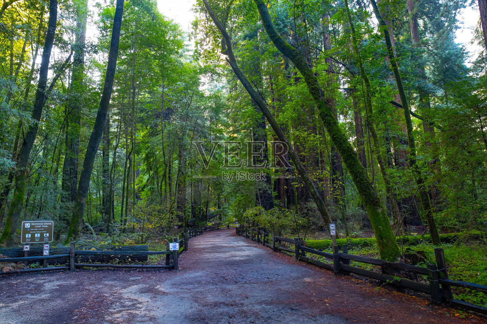 红杉林中风景如画的葱郁小径照片摄影图片