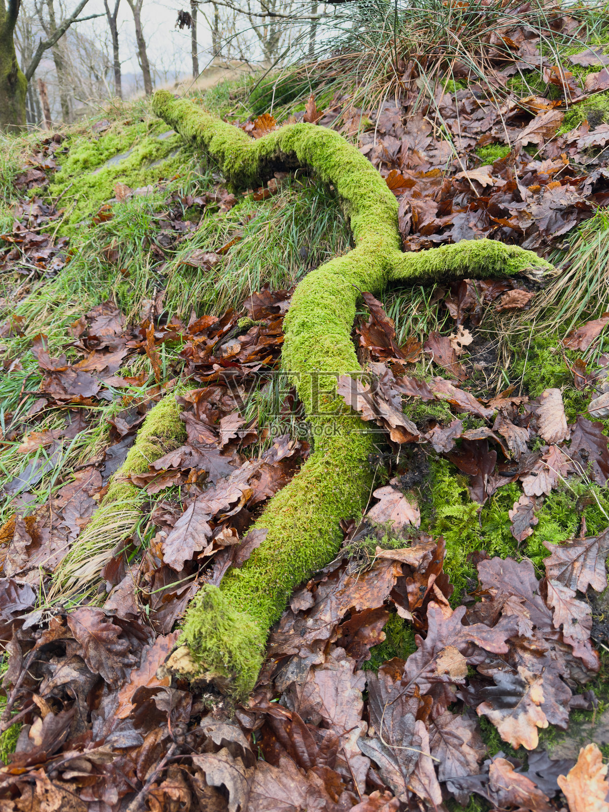 林地里布满苔藓的树根照片摄影图片