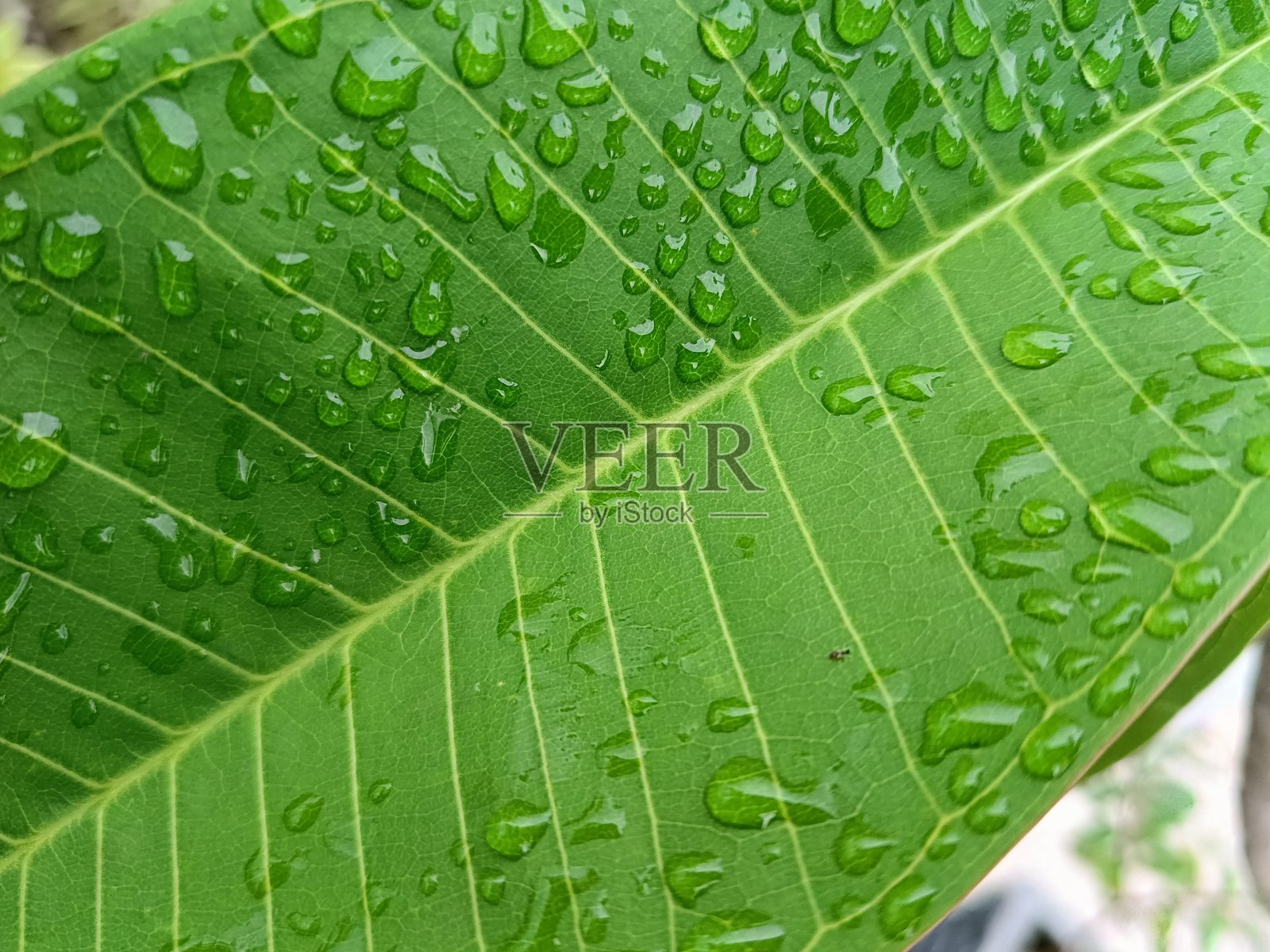 露水照片摄影图片
