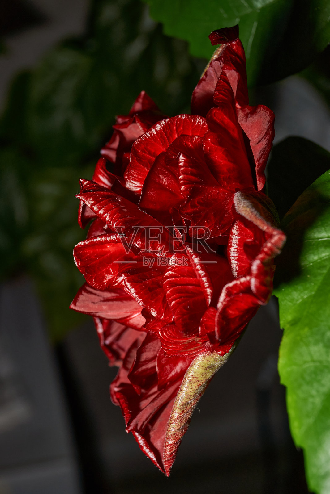 红色芙蓉花的宏观镜头，花瓣呈波浪状。红色的花朵衬托着绿色的叶子。照片摄影图片