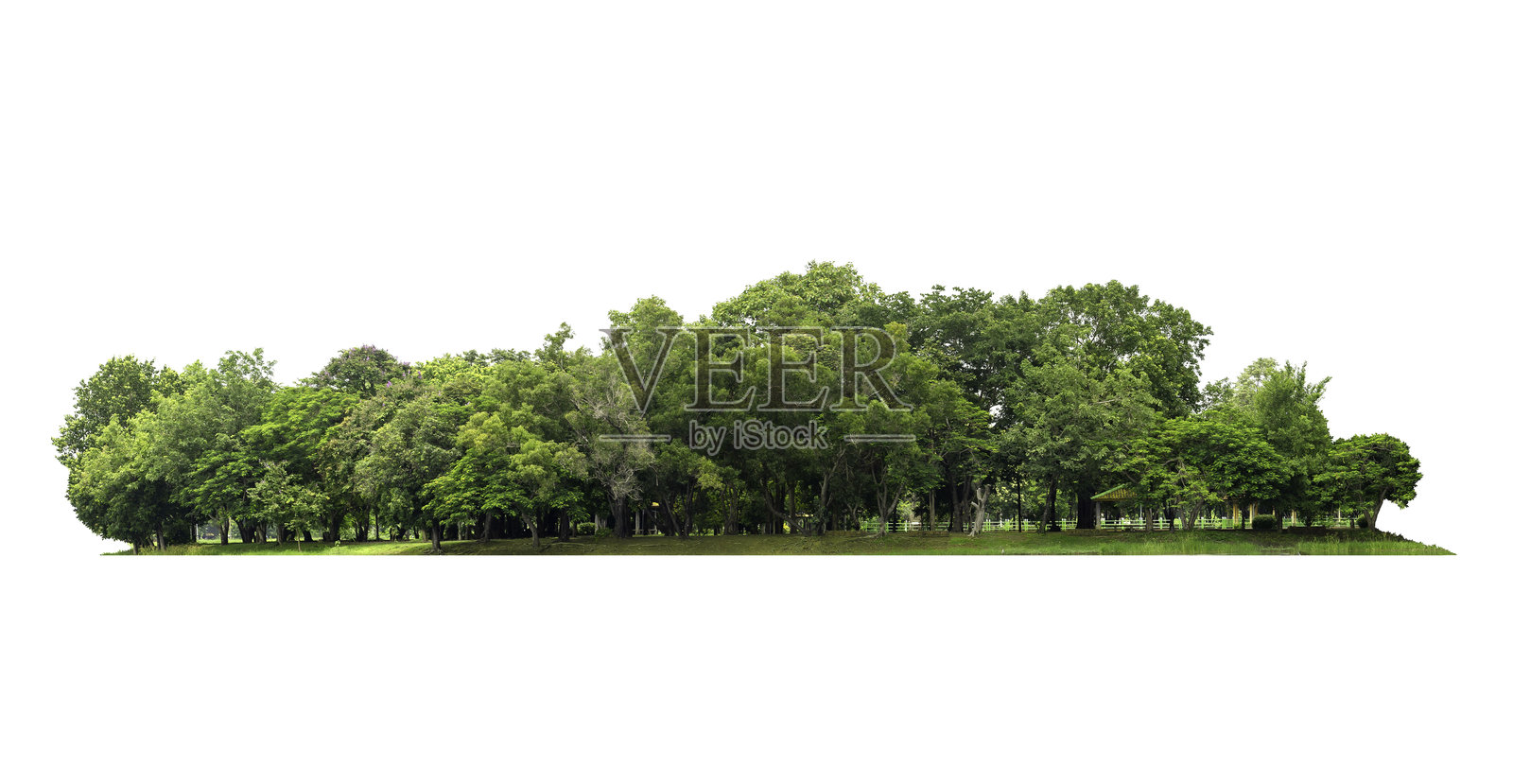 一群绿树在白色背景上孤立。剪下的树线。一排夏季的绿树和灌木在白色背景上孤立。森林场景。高质量抠图蒙版。森林和绿色树叶。照片摄影图片