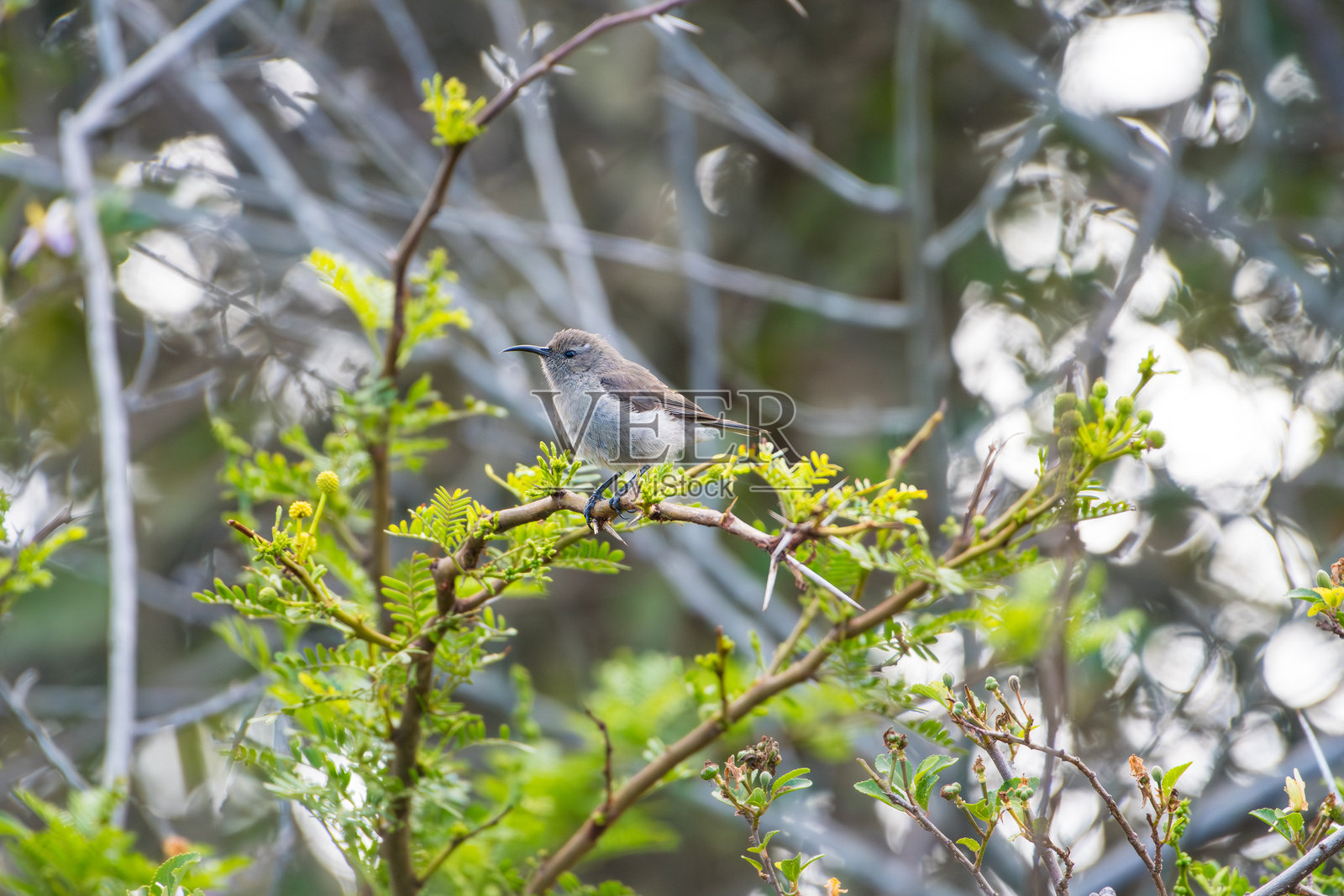 雌性大领太阳鸟停留在开花的树上照片摄影图片