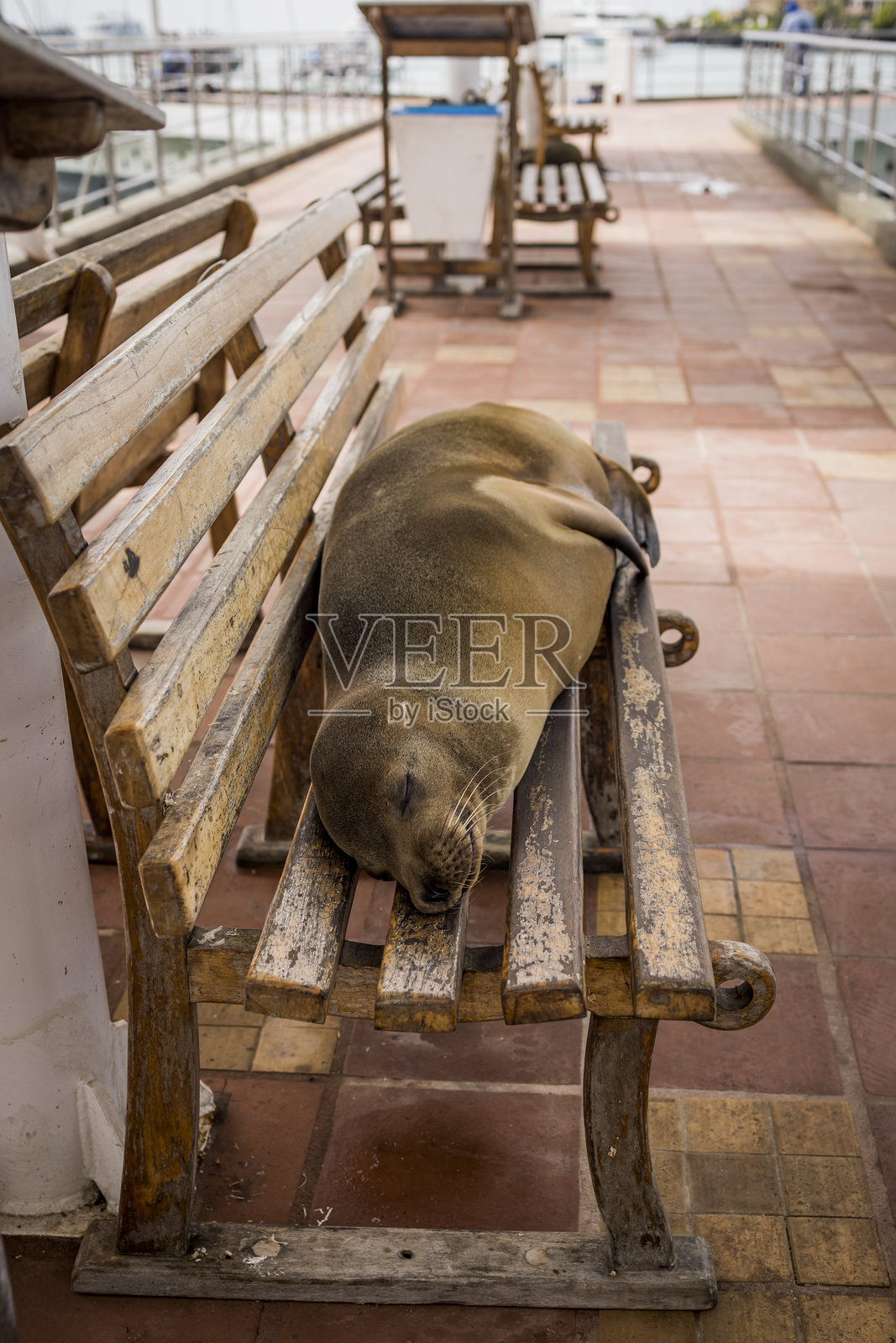 海狮在加拉帕戈斯码头长椅上睡觉照片摄影图片