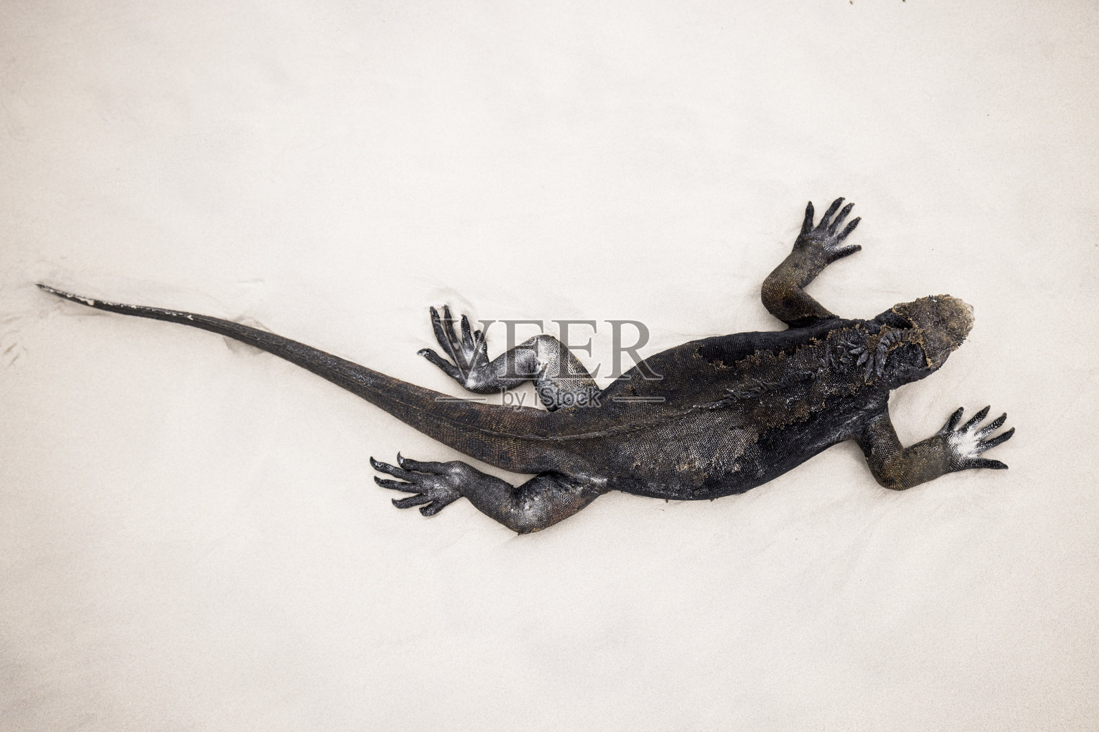 加拉帕戈斯海鬣蜥在海滩上照片摄影图片