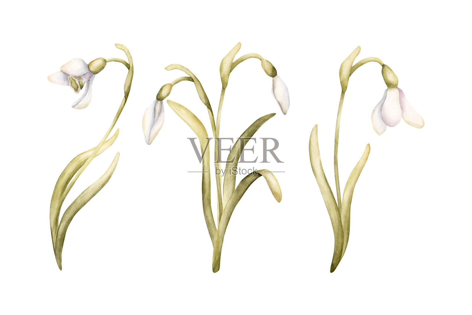 雪滴花春季球茎花卉。手绘水彩花卉插画，孤立在白色背景上，适用于复活节、妇女节。插画图片素材