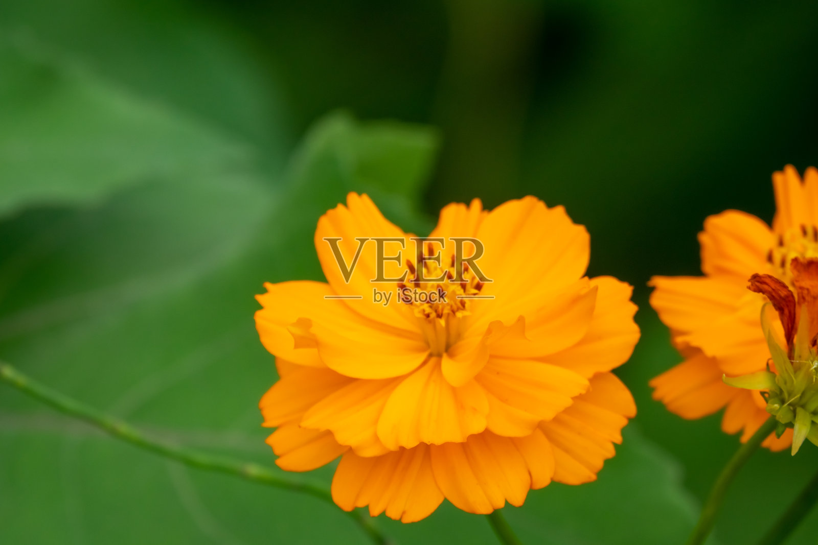 野花，中国，亚洲照片摄影图片