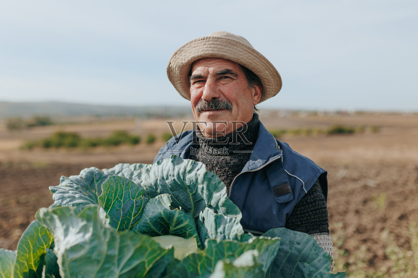 环保农业：营养丰富卷心菜的西班牙裔老年农民照片摄影图片