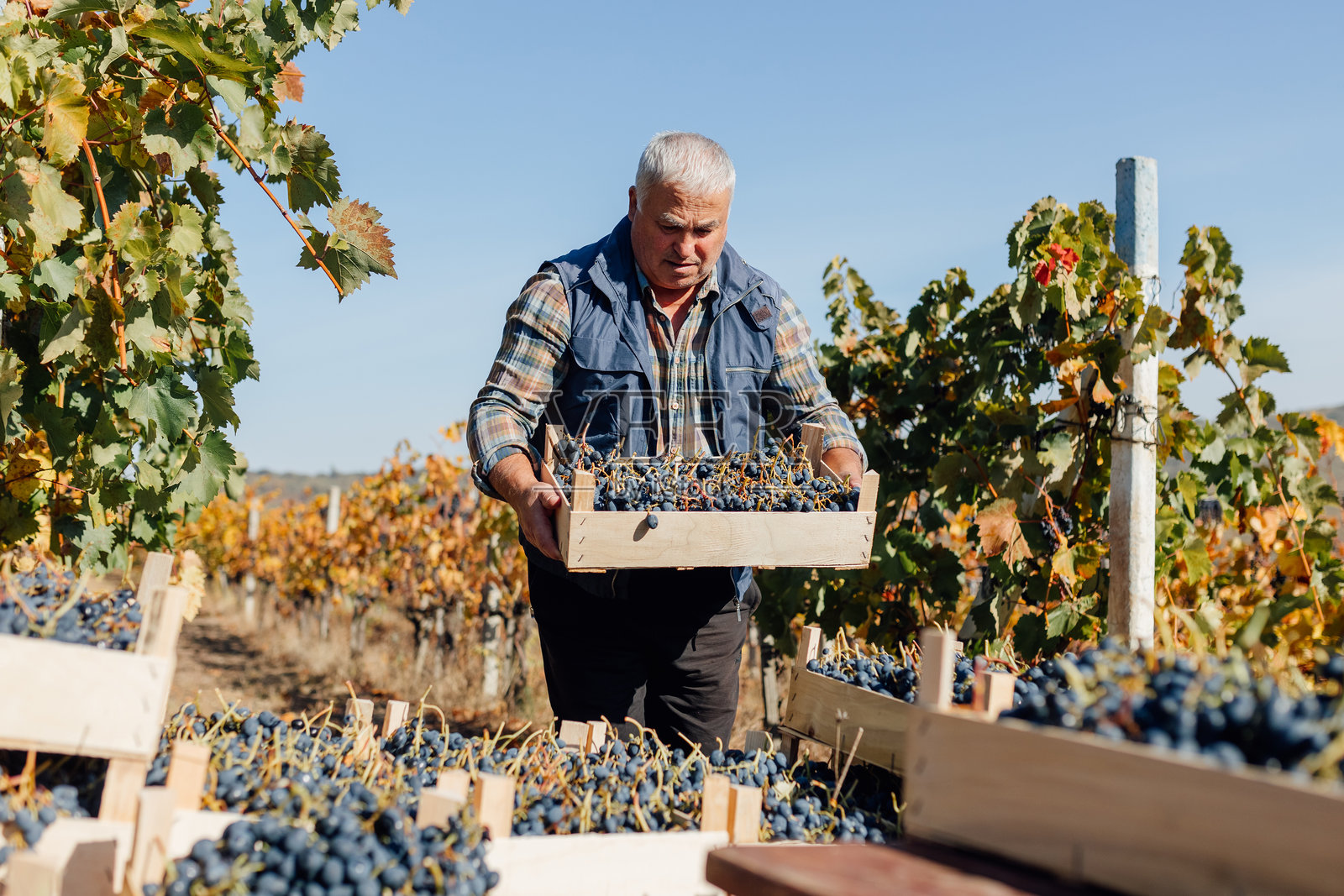 葡萄园里，一位年长的农夫正迈着坚定的步伐，上演着丰收的景象照片摄影图片