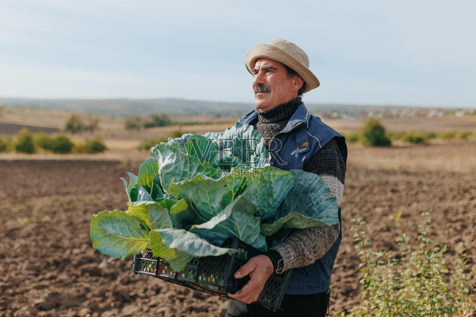 卷心菜的连接：留着胡子的老农夫和他的农活照片摄影图片