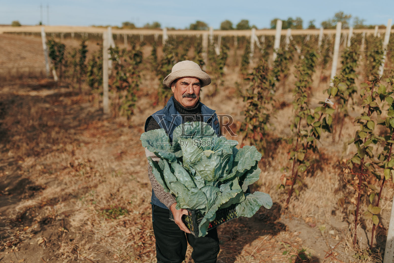 生态农场里，一位拉丁裔老年农民手捧卷心菜的肖像照片摄影图片