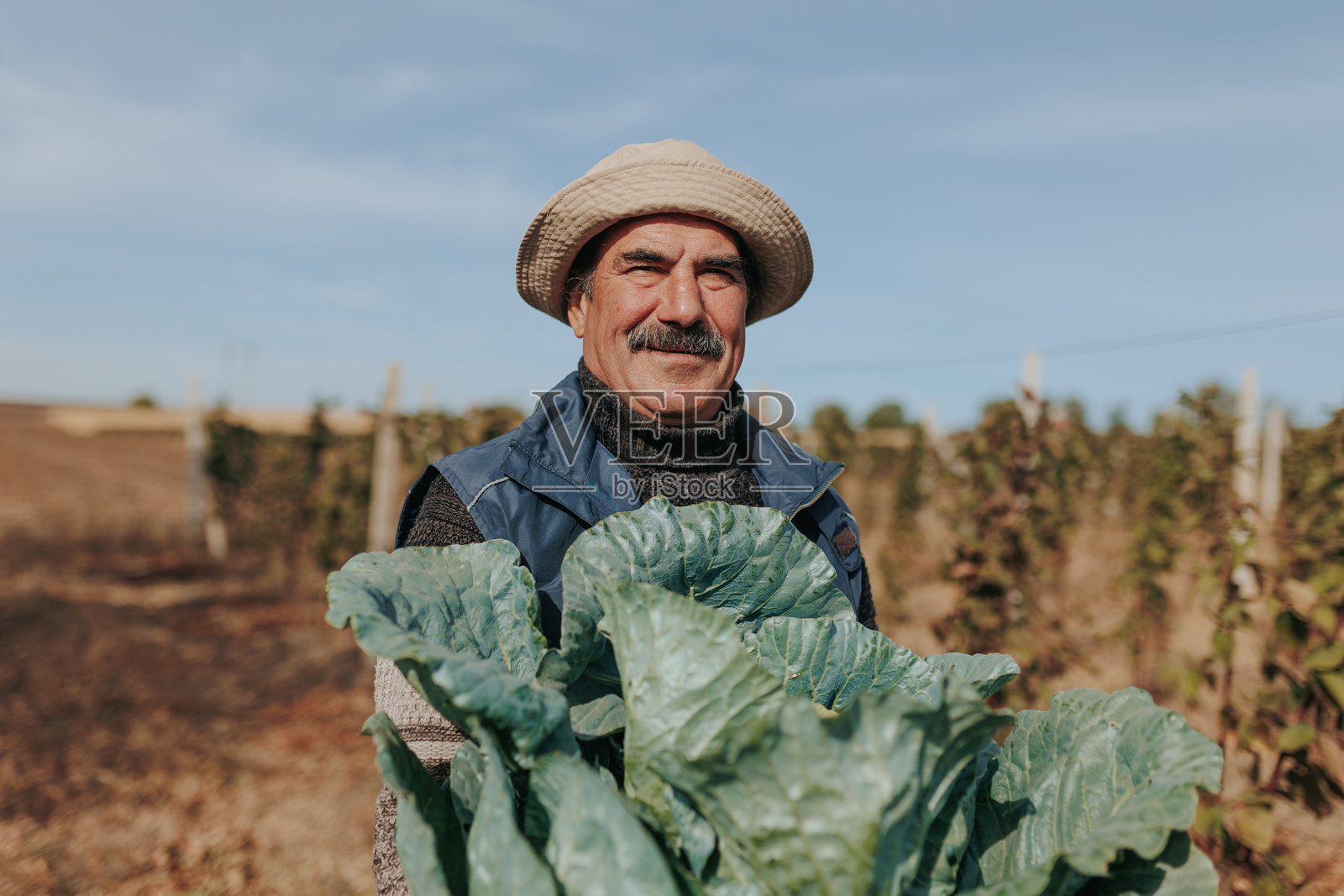 一位留着胡子的老农在种植蔬菜照片摄影图片