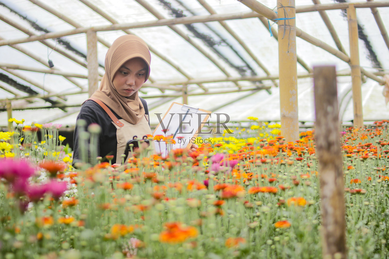 年轻的穆斯林女性在温室中记录花卉生长照片摄影图片
