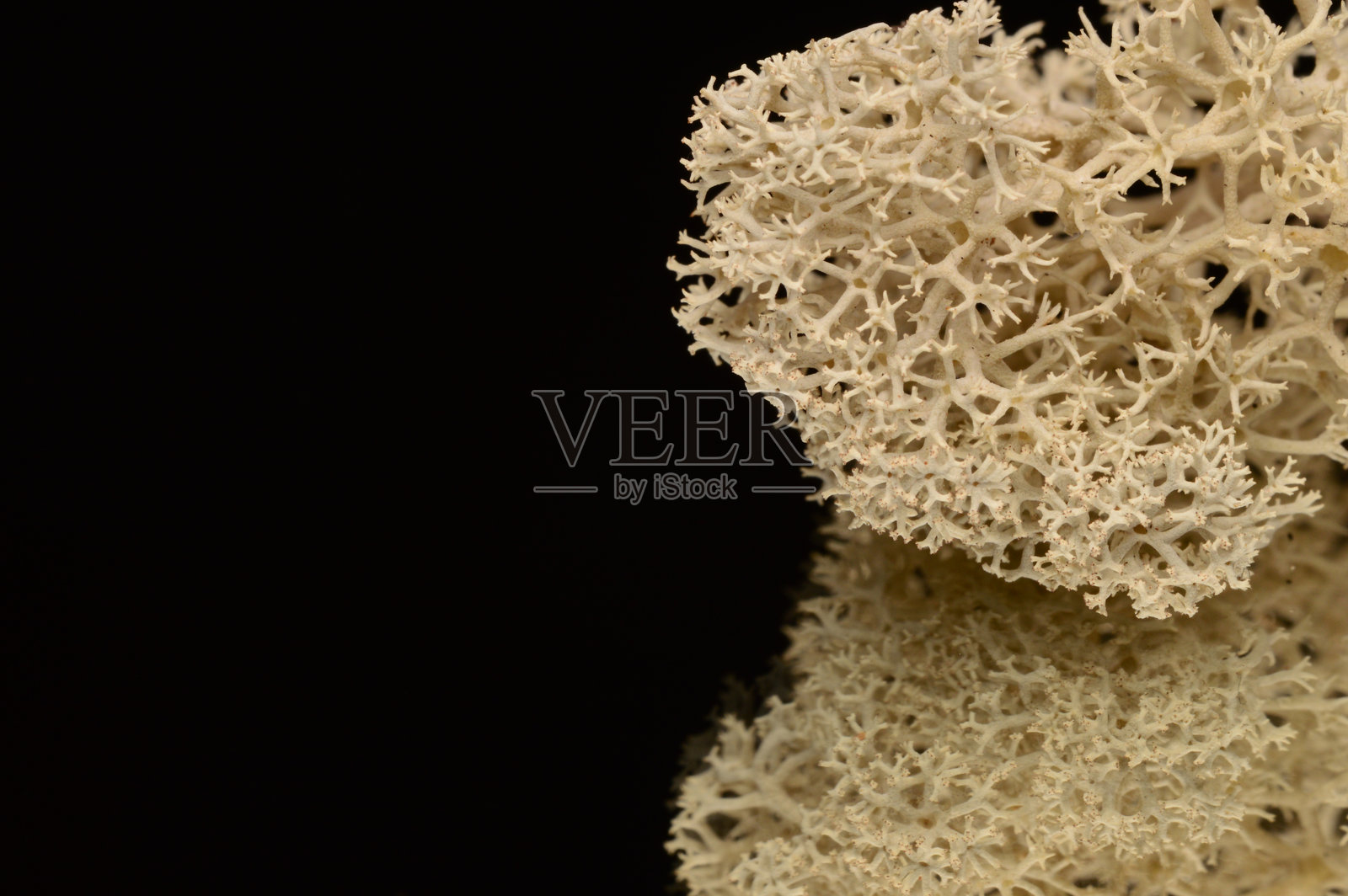 地衣结构 宏观自然 抽象生物学照片摄影图片