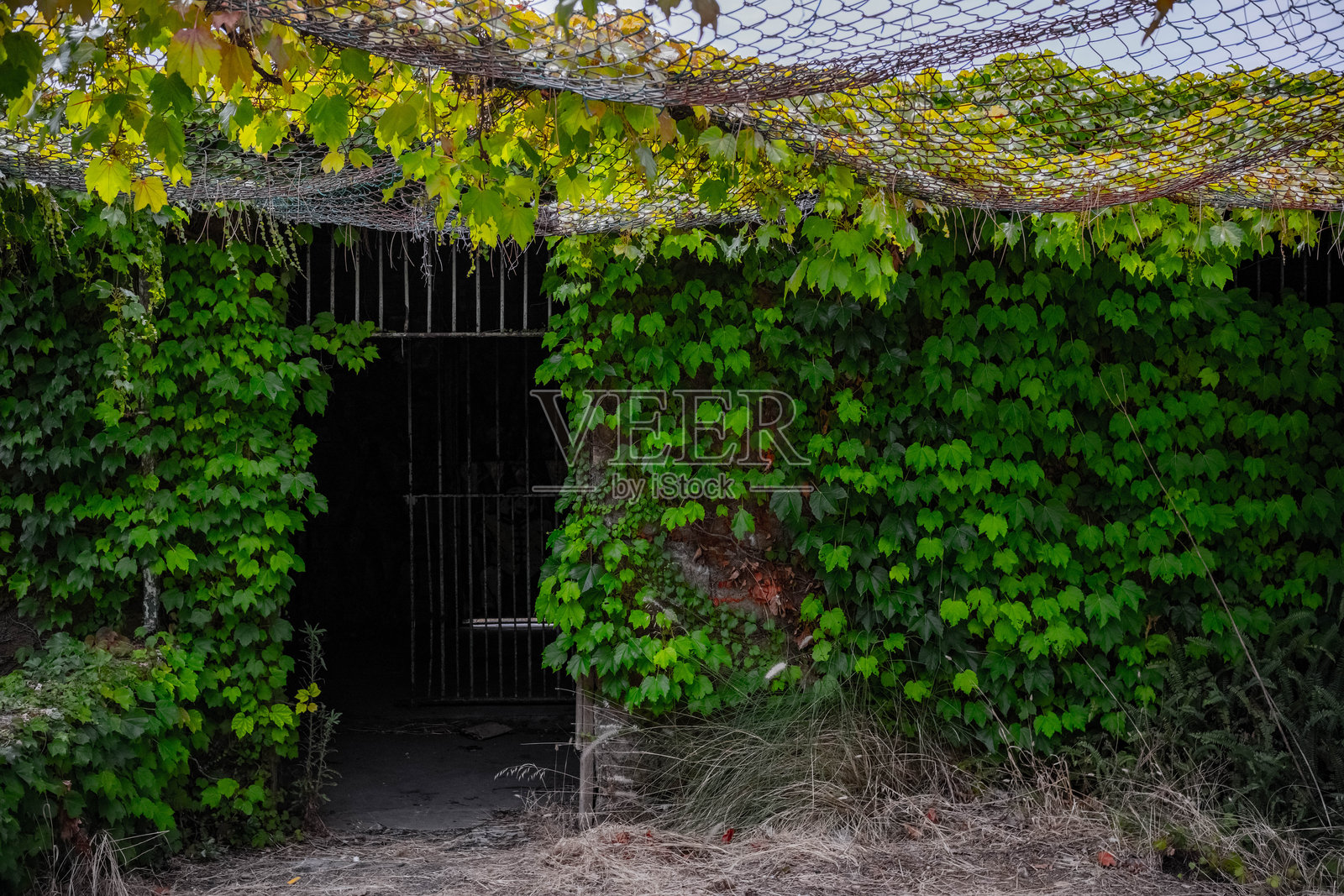 被杂草覆盖的废弃格鲁特舒尔动物园遗址照片摄影图片