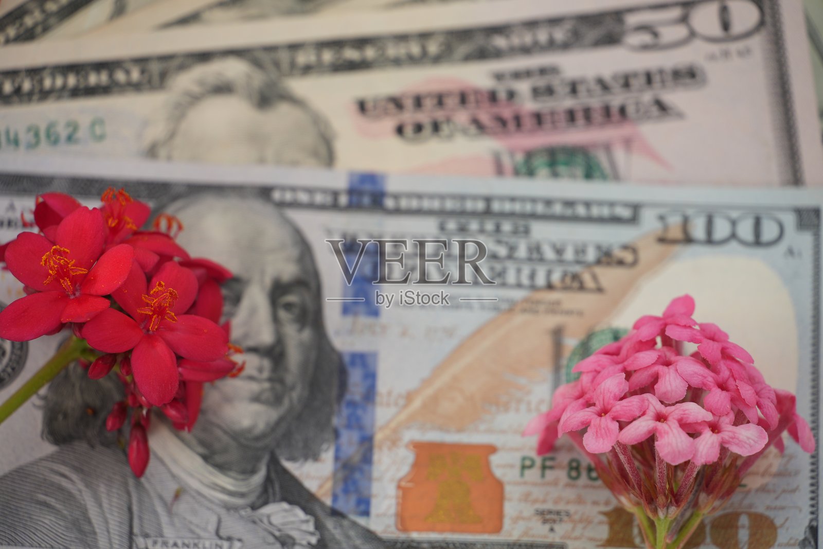 本杰明·富兰克林的百元美钞肖像被两簇鲜艳的花朵环绕。照片摄影图片