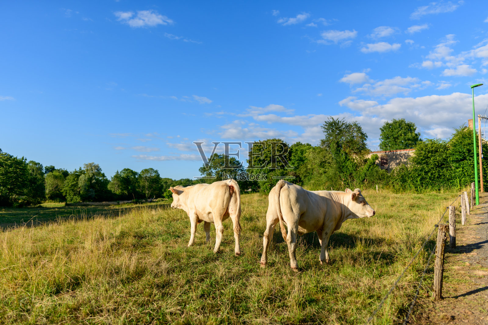 白色的牛在阳光明媚的乡村牧场上吃草照片摄影图片
