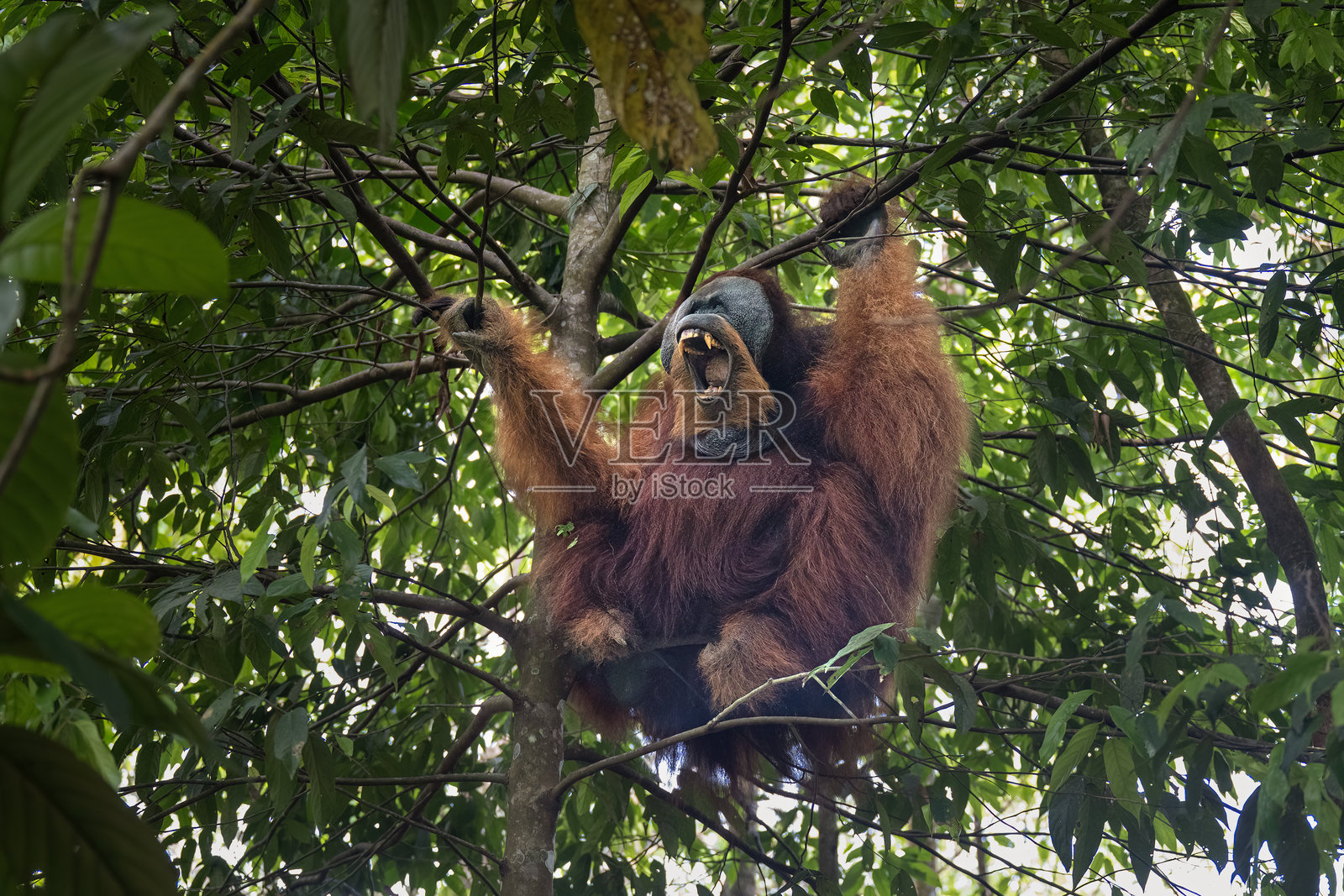 一只体型巨大、具有攻击性的雄性红毛猩猩在印度尼西亚苏门答腊的 Gunung Leuser 丛林中龇牙咧嘴。照片摄影图片