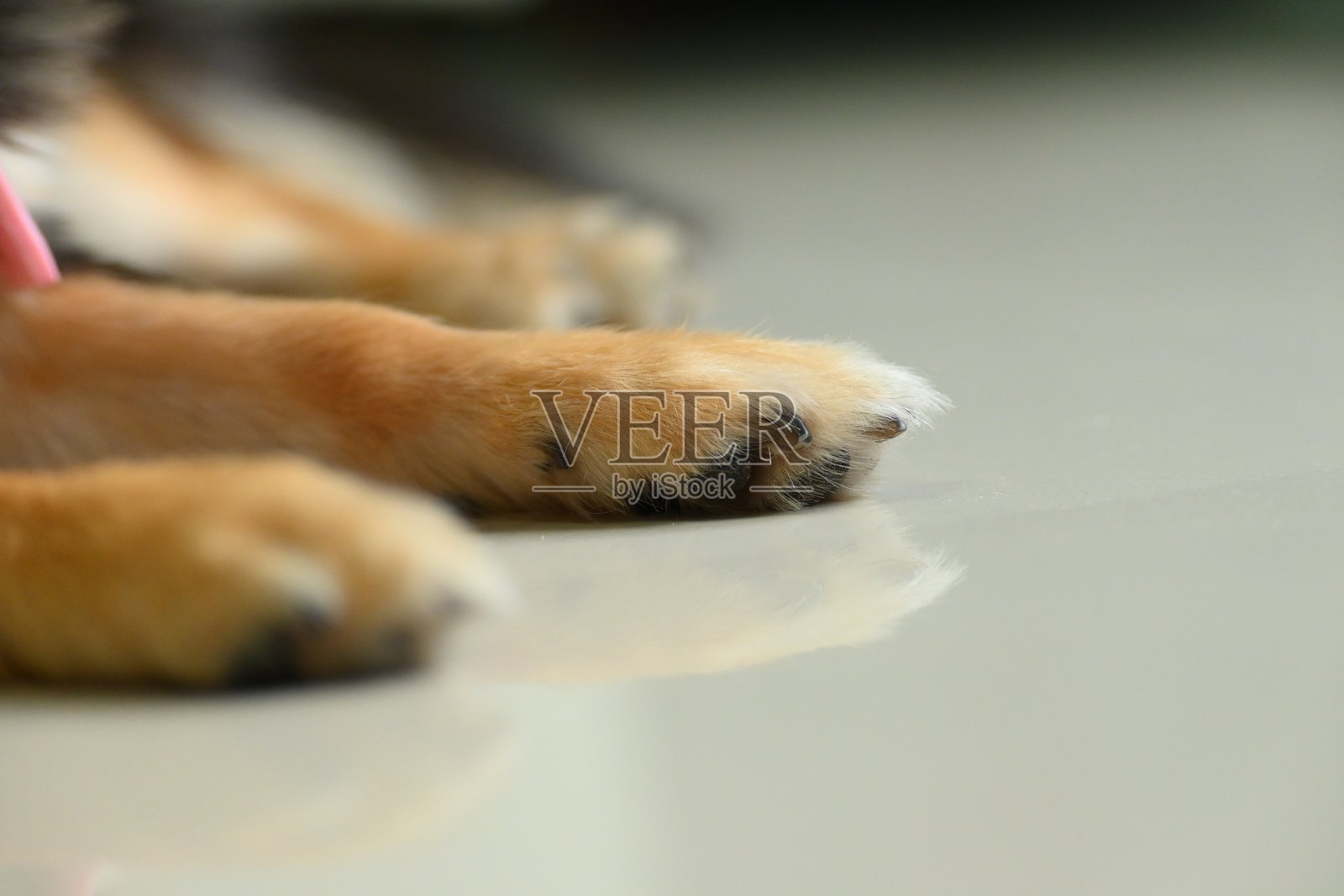 家中的吉娃娃小狗，可爱奇瓦瓦犬照片摄影图片