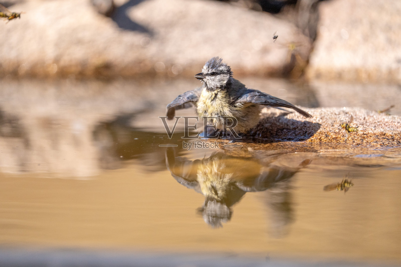 在西班牙拍摄到的欧亚蓝山雀（Cyanistes caeruleus）照片摄影图片
