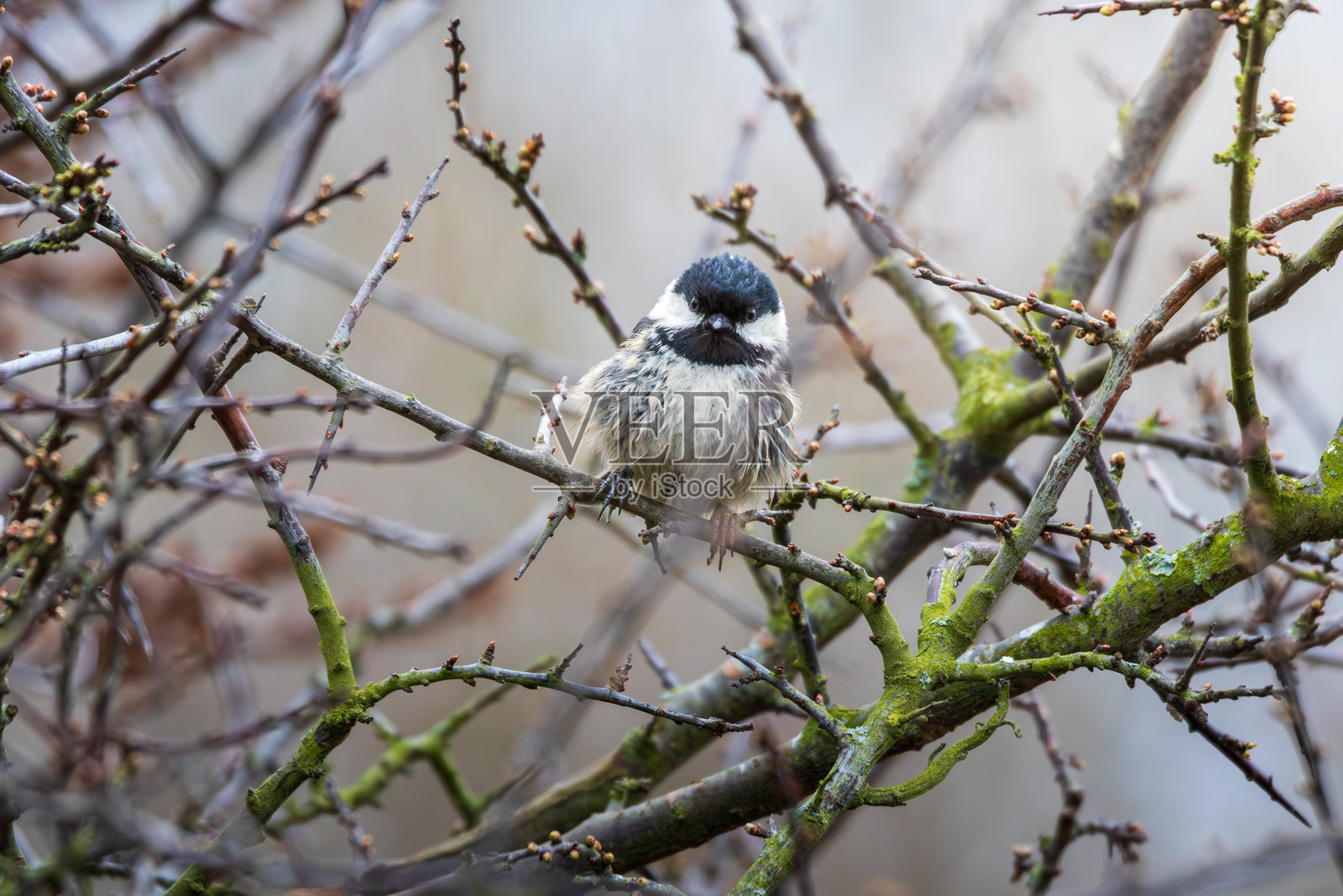 2025年8月，栖息在霍克斯利自然保护区的煤山雀。照片摄影图片
