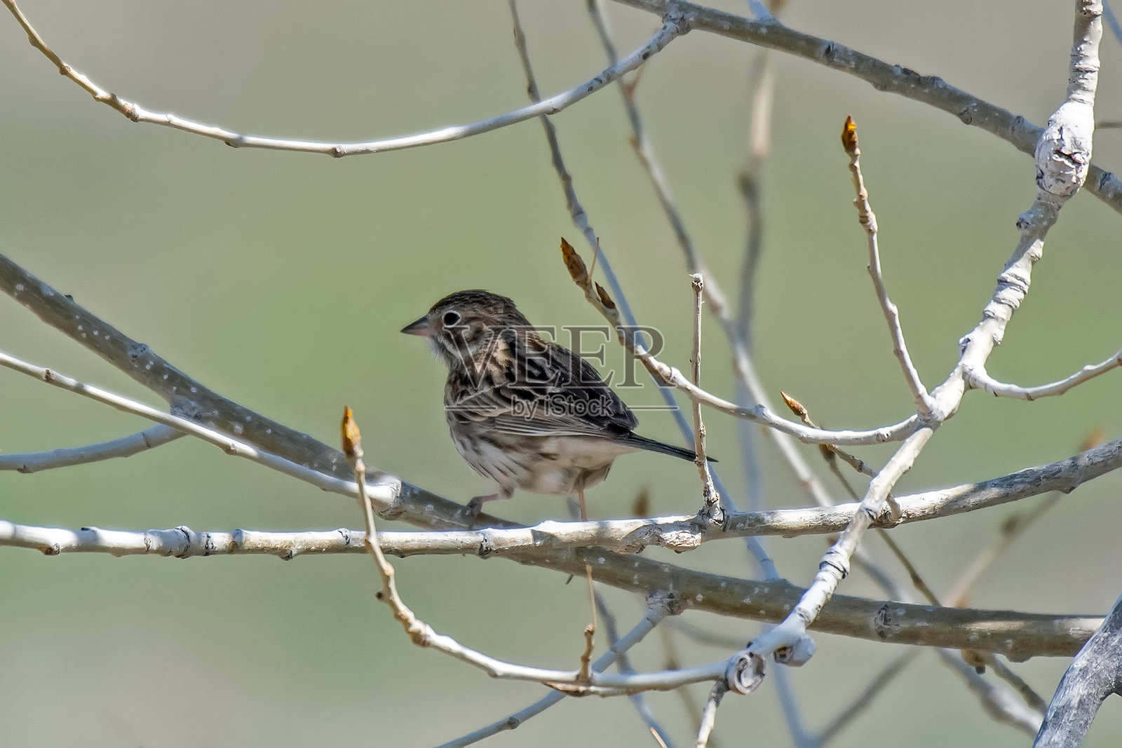维斯珀麻雀照片摄影图片