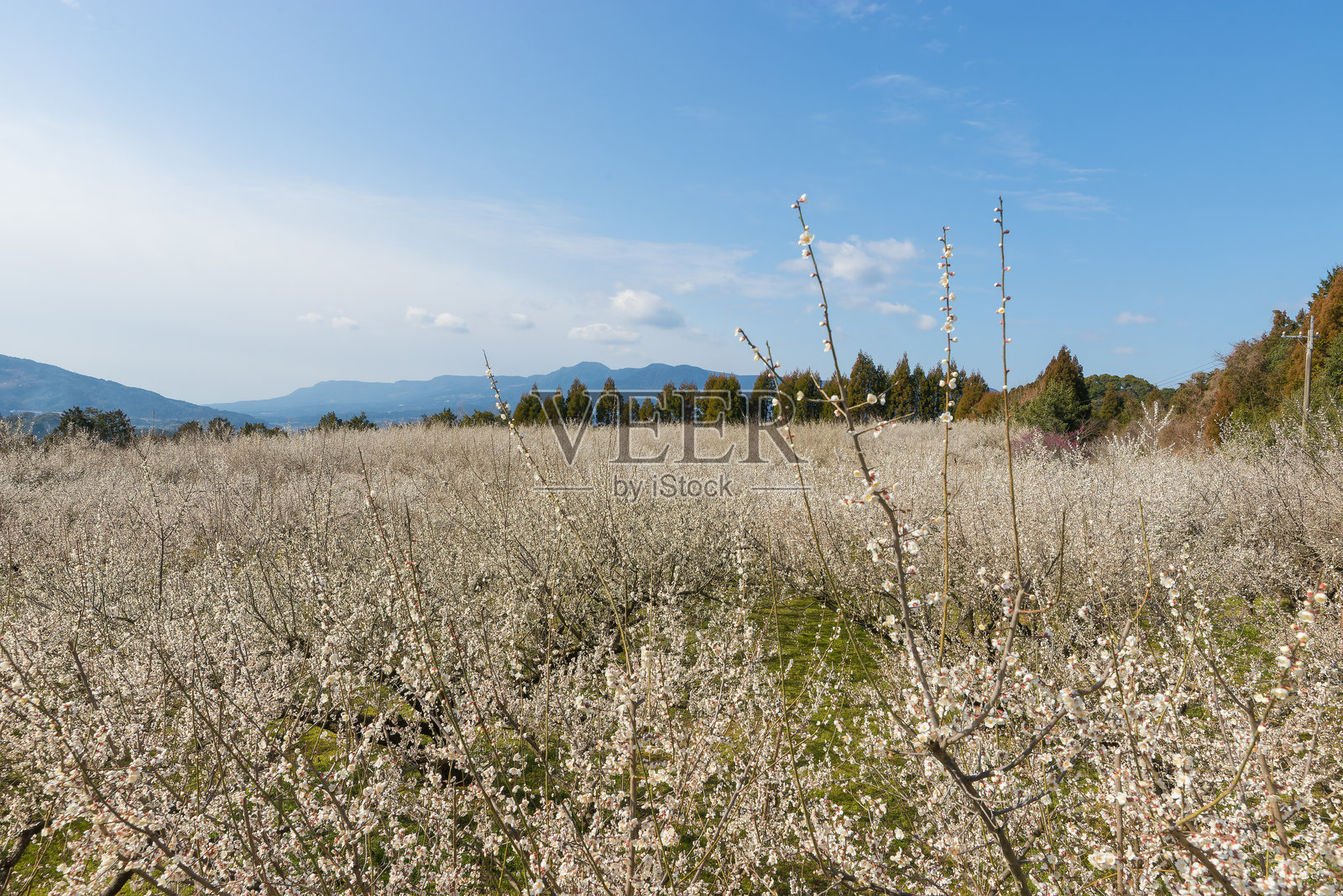 佐贺县伊万里市的伊万里梅园里的梅子照片摄影图片