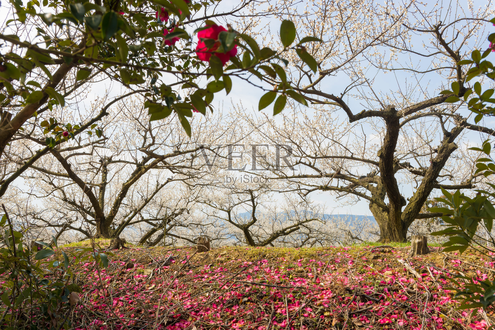 佐贺县伊万里市的伊万里梅林公园里的李子照片摄影图片