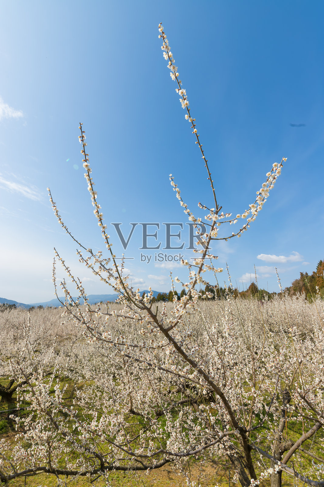 伊万里梅园的李子（佐贺县伊万里市）照片摄影图片