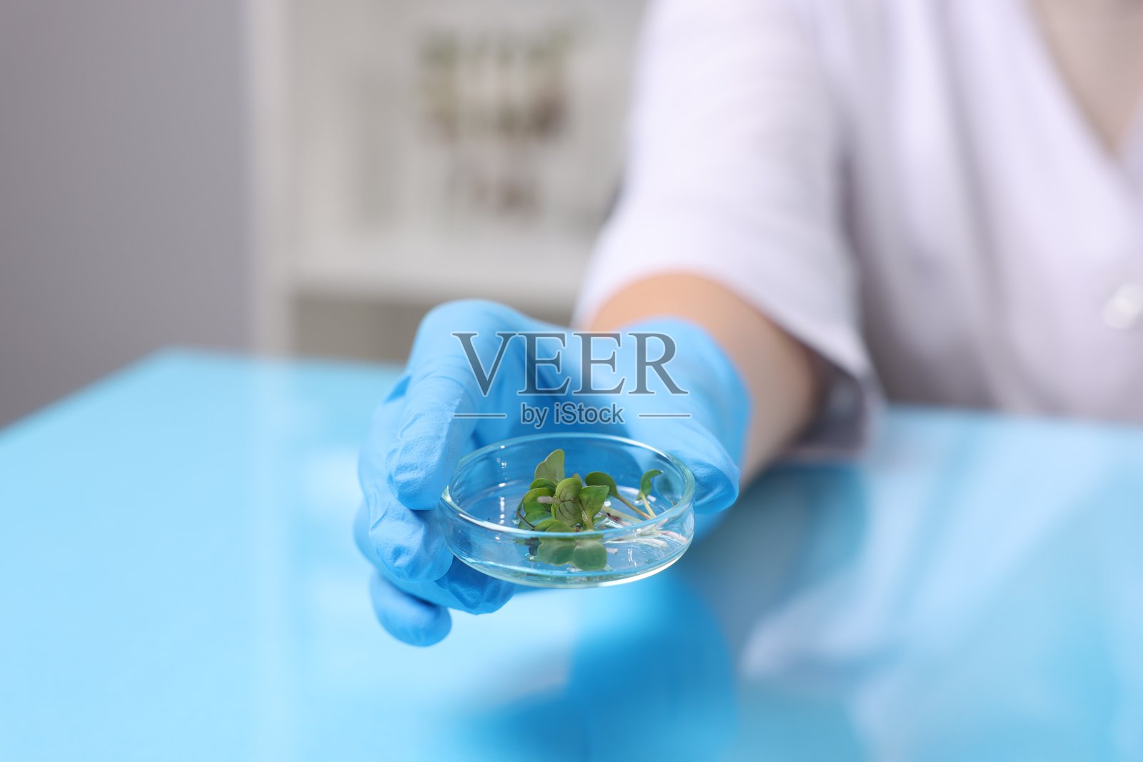 生物化学。科学家在蓝色桌子旁研究植物，特写照片摄影图片