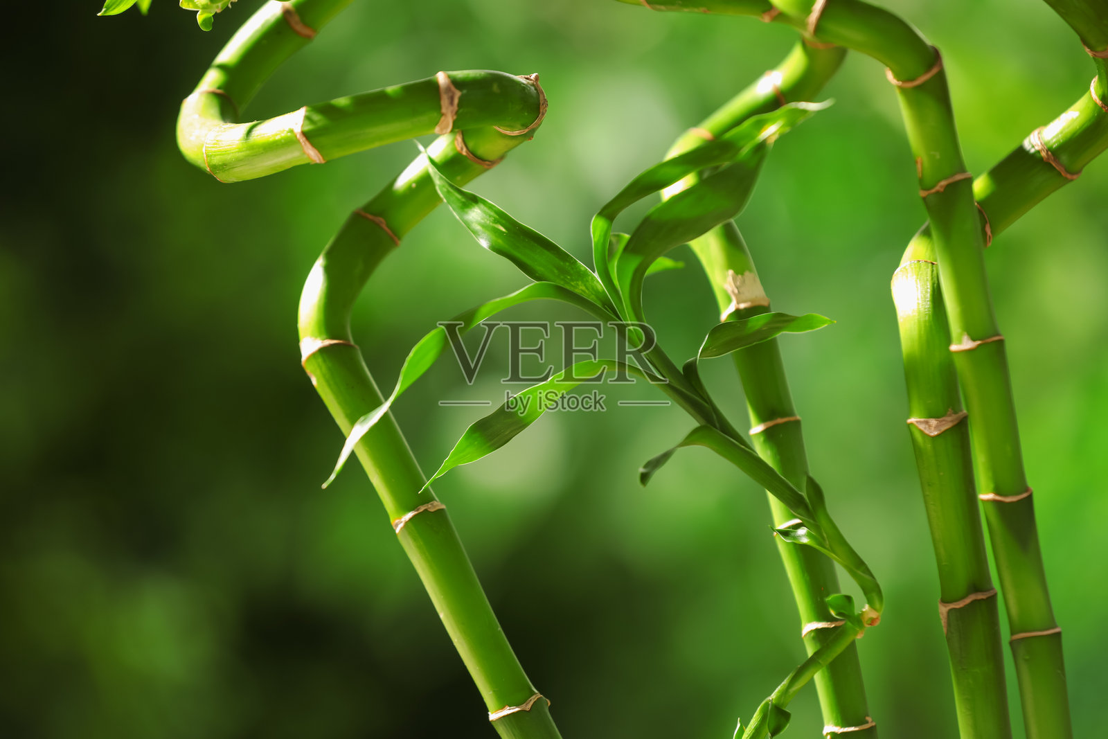 绿色竹竿和竹叶，背景虚化，特写照片摄影图片