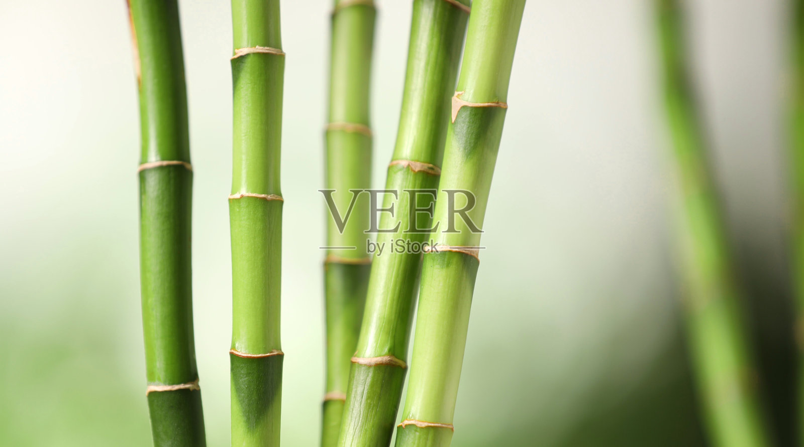 绿色竹竿，背景虚化，特写照片摄影图片
