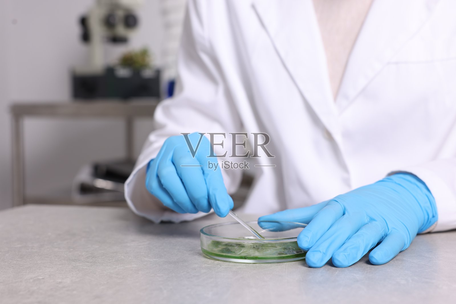 生物化学。科学家在灰色桌子旁操作植物，特写照片摄影图片