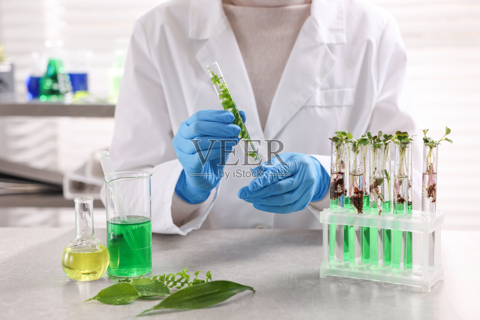 生物化学。科学家在实验室的灰色桌子旁研究植物和液体，特写照片摄影图片