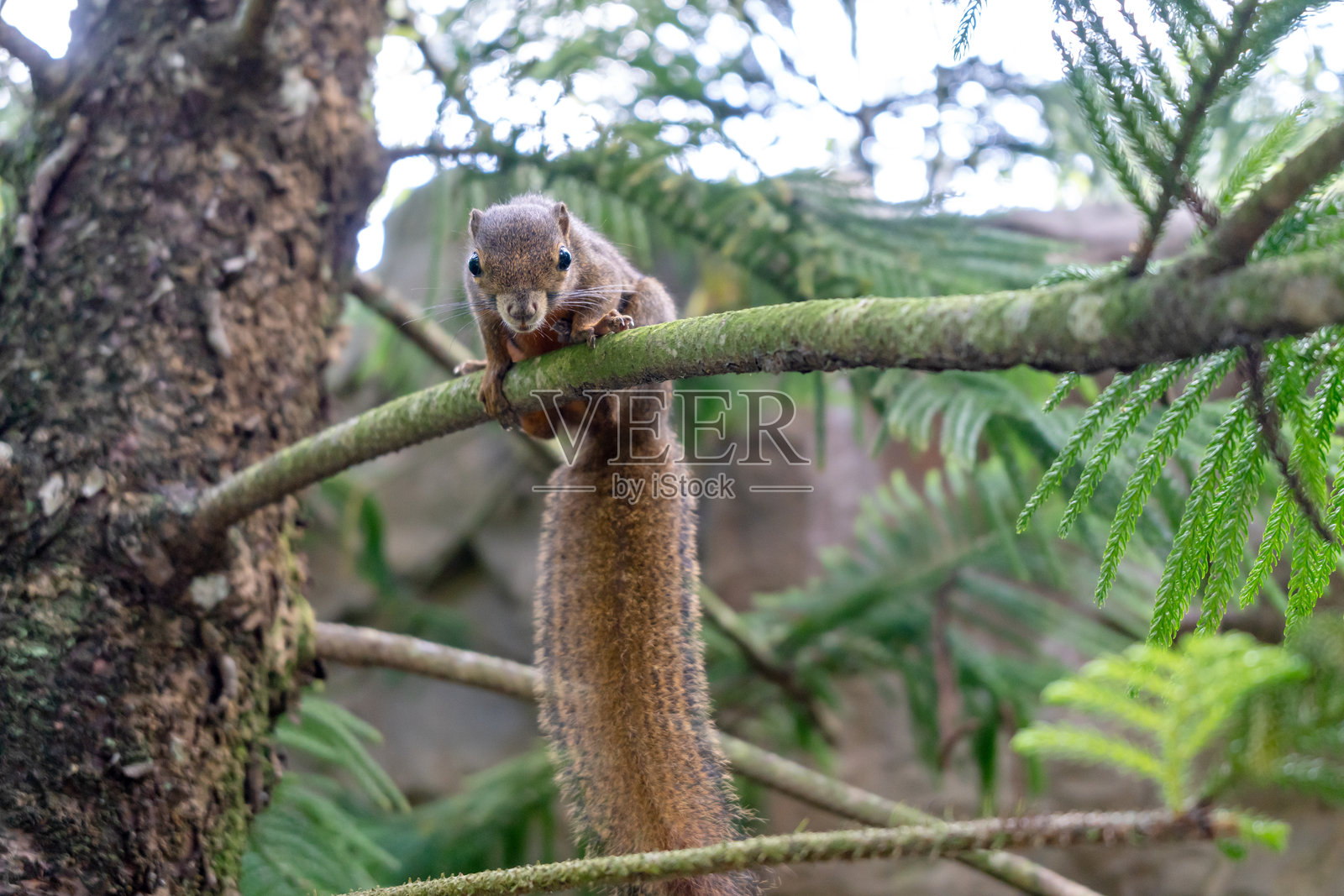 热带雨林中，野蕉栗鼠栖息在树枝上照片摄影图片